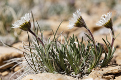 Erigeron radicatus