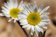 Erigeron radicatus