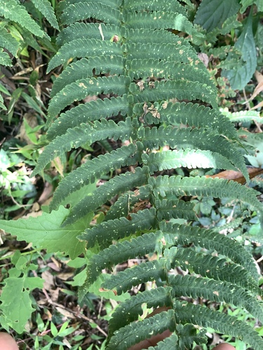 Dryopteris atrata, photograph 6