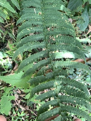 Dryopteris atrata, photograph (c) 呂一起(Lyu yi-chi), some rights reserved (CC BY)