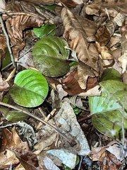 Pyrola americana