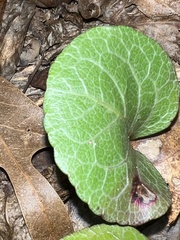 Pyrola americana