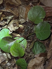 Pyrola americana