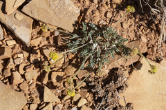 Cymopterus williamsii