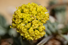 Cymopterus williamsii