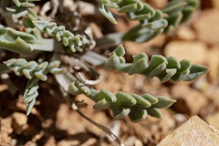 Cymopterus williamsii