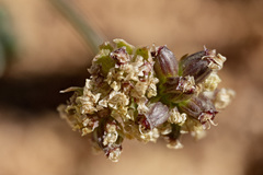 Cymopterus williamsii
