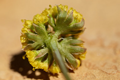 Cymopterus williamsii