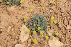Cymopterus williamsii
