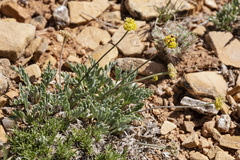 Cymopterus williamsii
