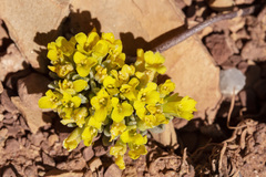 Physaria reediana