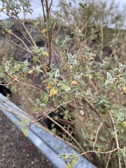 Buddleja marrubiifolia