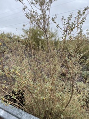 Buddleja marrubiifolia