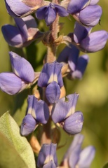 Lupinus cumulicola