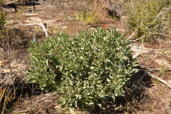 Lupinus cumulicola