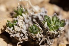 Draba oligosperma