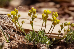 Draba oligosperma