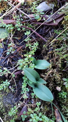 Piperia