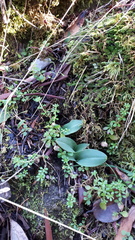 Piperia