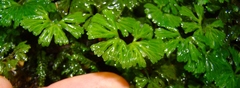 Hymenophyton flabellatum