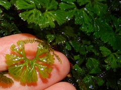 Hymenophyton flabellatum