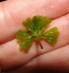 Hymenophyton flabellatum