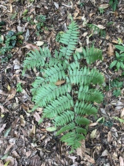 Diplazium maximum, photograph 呂一起(Lyu yi-chi), CC BY, iNaturalist via GBIF