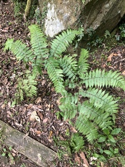 Diplazium maximum, photograph 呂一起(Lyu yi-chi), CC BY, iNaturalist via GBIF