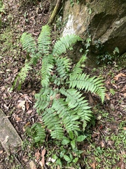 Diplazium maximum, photograph 呂一起(Lyu yi-chi), CC BY, iNaturalist via GBIF