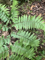 Diplazium maximum, photograph 呂一起(Lyu yi-chi), CC BY, iNaturalist via GBIF