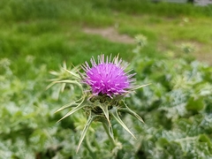 Silybum marianum