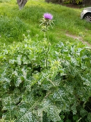 Silybum marianum