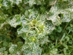 Silybum marianum