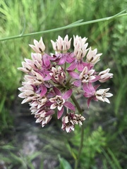 Asclepias rubra