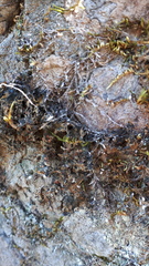 Leptochidium albociliatum