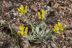Physaria didymocarpa lanata