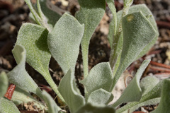 Physaria didymocarpa lanata