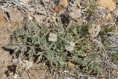 Lomatium orientale