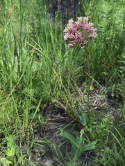 Asclepias rubra