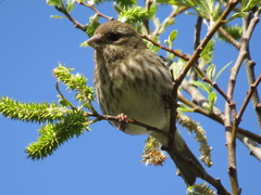 Haemorhous purpureus californicus