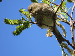 Haemorhous purpureus californicus