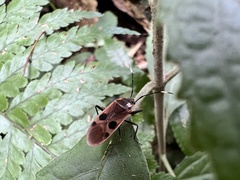 Physopelta fusciscutellata