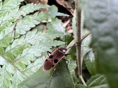 Physopelta fusciscutellata