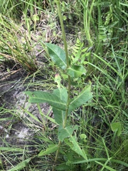 Asclepias rubra