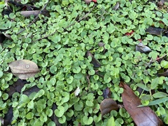 Dichondra micrantha