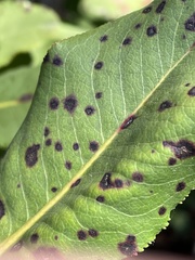 Ruptoseptoria unedonis