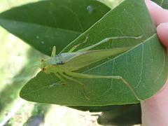 Caedicia gracilis