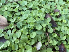 Dichondra micrantha
