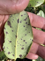 Ruptoseptoria unedonis