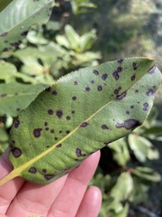 Ruptoseptoria unedonis